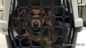 Welpen-Schmuggel: Zoll Augsburg beschlagnahmt drei junge Dackel - BILD