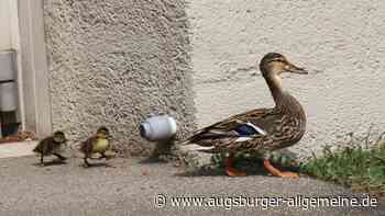 Augsburg: Entenfamilie in Not? Berufsfeuerwehr Augsburg rückt an | Augsburger Allgemeine - Augsburger Allgemeine