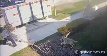 Owner grateful for resident who chased coyote away during dog attack in Niagara-on-the-Lake