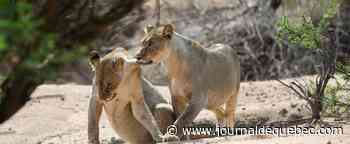 Ouganda: trois lionnes retrouvées mortes, possible électrocution