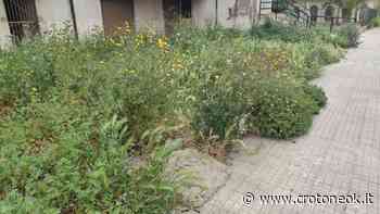 Crotone, in via Luigi Pirandello la "selva oscura" di Dante? - CrotoneOK.it