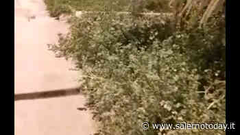 Erba alta, sporcizia e perdite di acqua: la città in stato di abbandono vista dai cittadini - SalernoToday