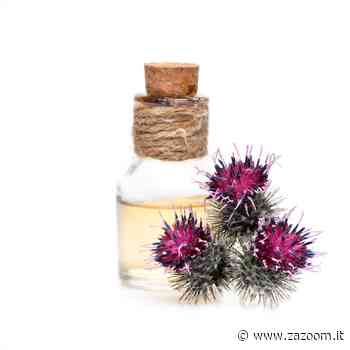 Erba detta anche lappa - Zazoom Blog