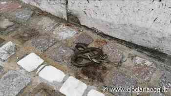 Erba incolta e degrado nelle aiuole del tribunale. La denuncia - ciociariaoggi.it