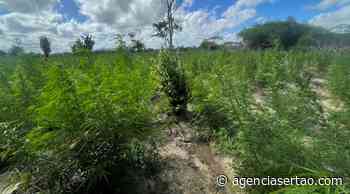Polícia erradicou 85 mil pés de maconha em Juazeiro - Agência Sertão