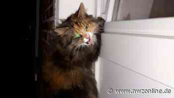 Feuerwehr in Varel: Eingeklemmte Katze gerettet - Nordwest-Zeitung