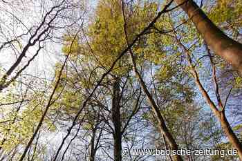 Tag des Baumes: Trockenheit macht auch der Buche zu schaffen - Emmendingen - Badische Zeitung