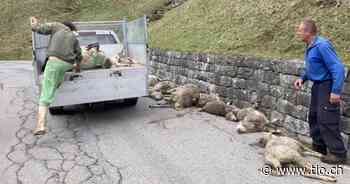 «Agricoltori stufi, le loro pecore sono state massacrate all'alba» - Ticinonline