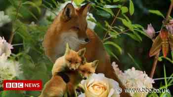 Coventry City of Culture: Mural plan to show 'hidden nature' - BBC