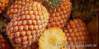#Chapada: Agricultores de Itaberaba têm expectativa de safra de abacaxi 40% maior este ano - Jornal da Chapada
