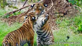 Beloved tiger brothers set to depart from Virginia Zoo