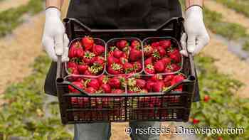 Strawberry season kicks off in Virginia Beach