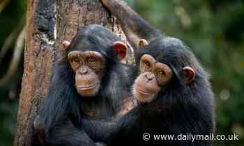 Apes can recognise a friendly face, according to a new study