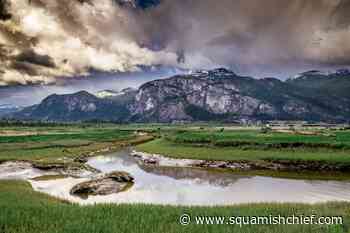What are the rules about dogs in the Squamish Estuary? - Squamish Chief