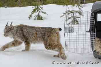 Canada lynx protections deal sealed by US, environmentalists - Squamish Chief