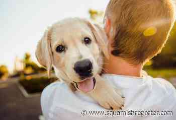 Squamish among fastest-growing dog-friendly cities in Canada - The Squamish Reporter