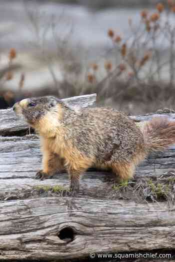 Wonder what a marmot looks like? - Squamish Chief