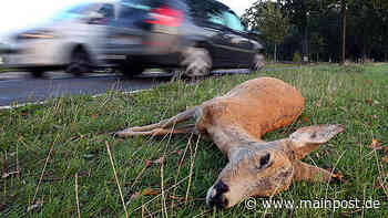 Sechs Wildunfälle im Bereich der Polizeiinspektion Ebern in der vergangenen Woche - Main-Post