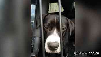 Police hope dog will offer clues on burned vehicle, body found in B.C. Interior