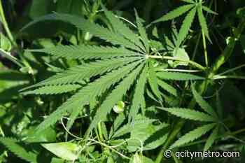 What is the state of medical marijuana legalization in North Carolina? - Q City Metro - Qcity metro