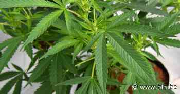 Achttien maanden cel voor cannabisteler | Kasterlee | hln.be - Het Laatste Nieuws