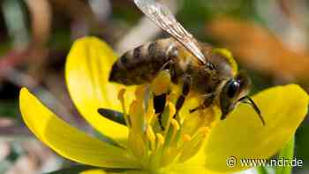 14 Bienenvölker in Papenburg gestohlen - NDR.de