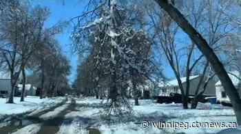 Manitoba Storm: Dauphin working to get power restored | CTV News - CTV News Winnipeg