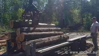 Axing of remote timber nursery plan casts doubt on Victoria's shift away from native logging