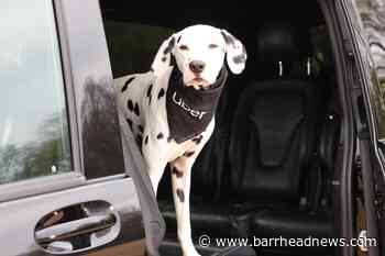 Uber launches travel service for pets - Barrhead News