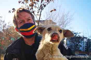 MPs frustrated as national security adviser quizzed over Nowzad evacuation - Ealing Times