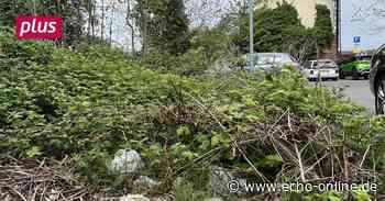 Bischofsheim klagt über illegale Müllhalden - Echo Online