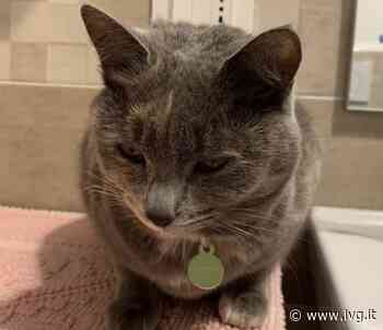 Andora, appello per ritrovare Pupetss - IVG.it