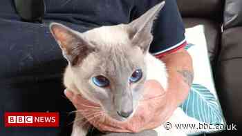 Siamese cat found in Essex garage 'hitchhiked' 280 miles