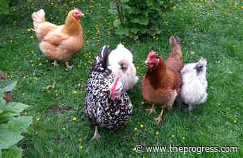 Vancouver Island flock cleared of worrisome bird flu strain – Chilliwack Progress - Chilliwack Progress