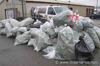 Ontario man behind largescale Chilliwack cannabis grow-op sentenced to house arrest – Chilliwack Progress - Chilliwack Progress