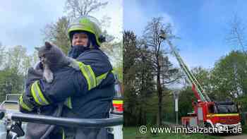Rettungsaktion im Peterspark: hilflose Katze seit Tagen auf Baum gefangen