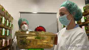 Krebsforschungszentrum Heidelberg informiert über Tierversuche - SWR Aktuell