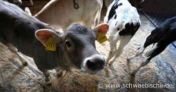 Kreis Ravensburg: Tote Kälber im Wald gefunden - Schwäbische
