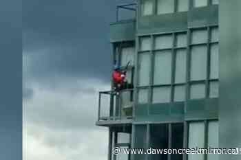 BC window washer rescues trapped seagull from balcony - Dawson Creek Mirror