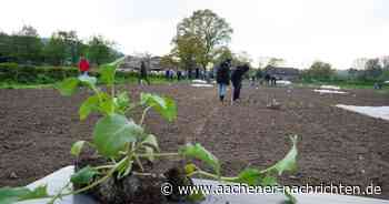 Mietgärten in Aachen: Frisches Gemüse auch ohne eigenen Garten