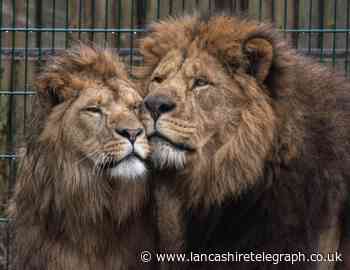 Blackpool Zoo: Work set to start on £1.5m big cat home