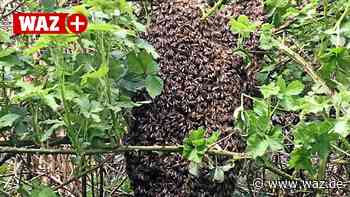 Witten: Imker retten 40.000 Bienen auf der Pferdebachstraße - WAZ News
