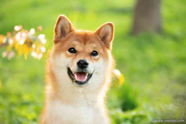 Dogecoin (DOGE) Struggles, Drops 9% After Elon Musk Twitter Buyout