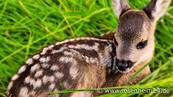 Rehkitze in Gefahr: So können Landwirte und Jäger Leben retten