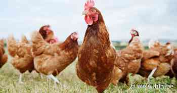 Wees er als de kippen bij... en bestel een kip - Het Laatste Nieuws