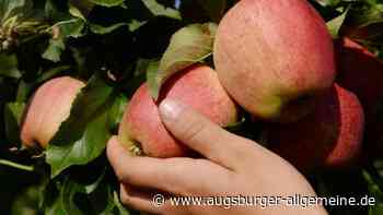 Ulm als "essbare Stadt": Sollen hier Obstbäume für jedermann wachsen?