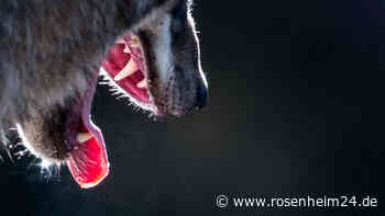 Dem Rosenheimer Kreistag reicht‘s: Ein Problemwolf muss weg!