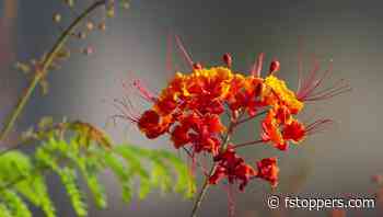 How to Photograph Wildflowers