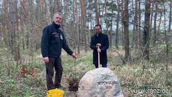 Baum des Jahres: Im Wald bei Bad Belzig Rotbuche eingepflanzt und Findling mit Aufschrift aufgestellt - Märkische Onlinezeitung