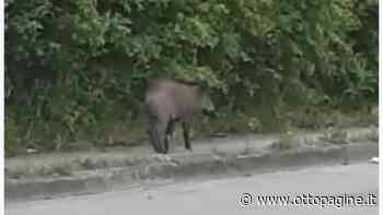 Via Paolella, la tranquilla passeggiata serale di un cinghiale - Ottopagine